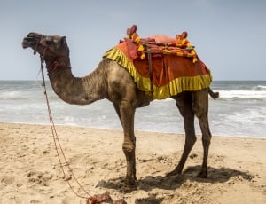 close capture of a camel at the seashore during day time thumbnail