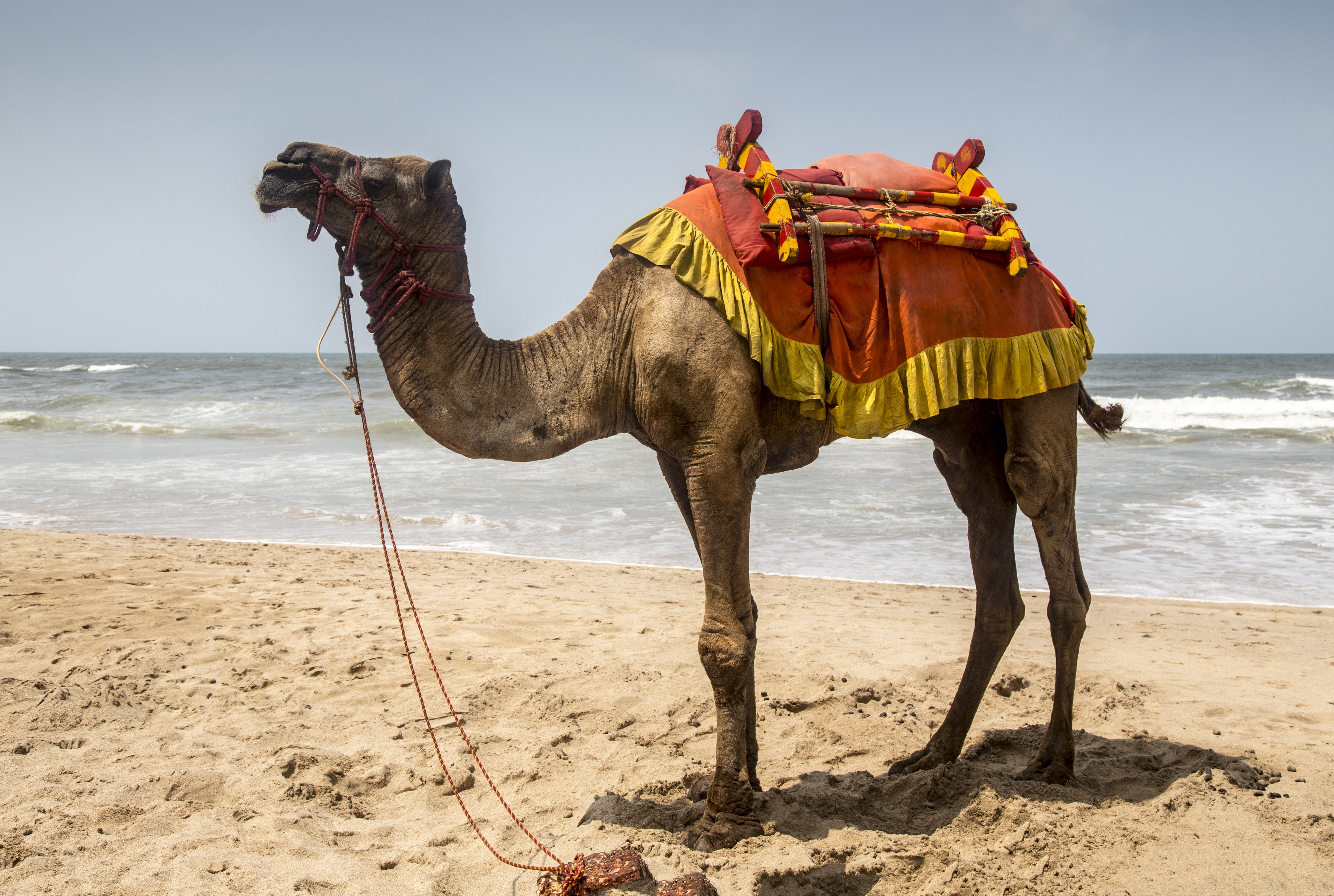 close capture of a camel at the seashore during day time
