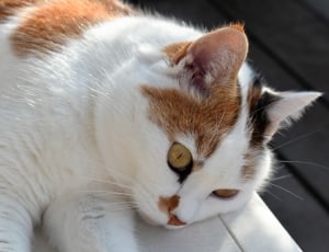 brown and white cat thumbnail