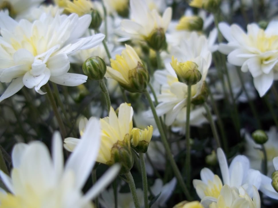 white and yellow petal flowers preview