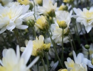 white and yellow petal flowers thumbnail