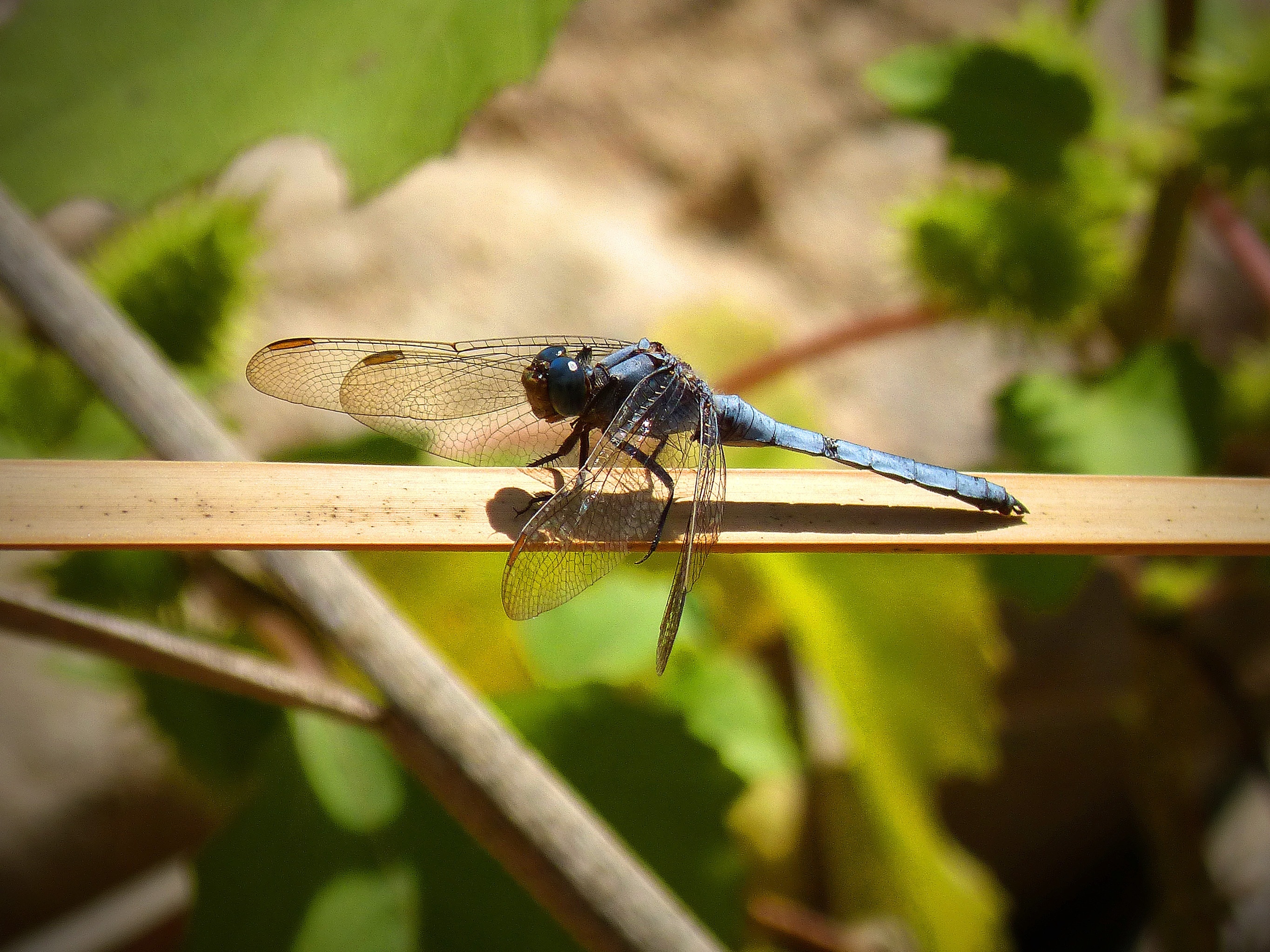 black and green dragonfly