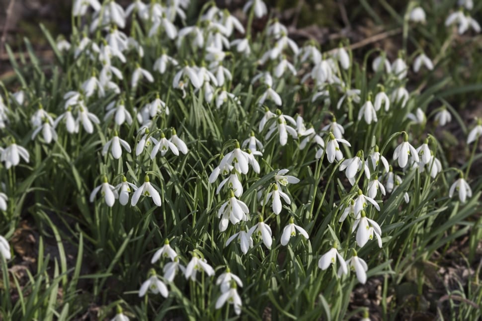Lily Of The Valley, Snowdrop, nature, plant preview