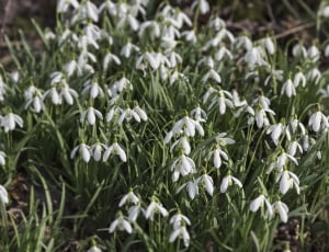 Lily Of The Valley, Snowdrop, nature, plant thumbnail