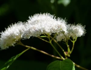 white petal flower photograph thumbnail