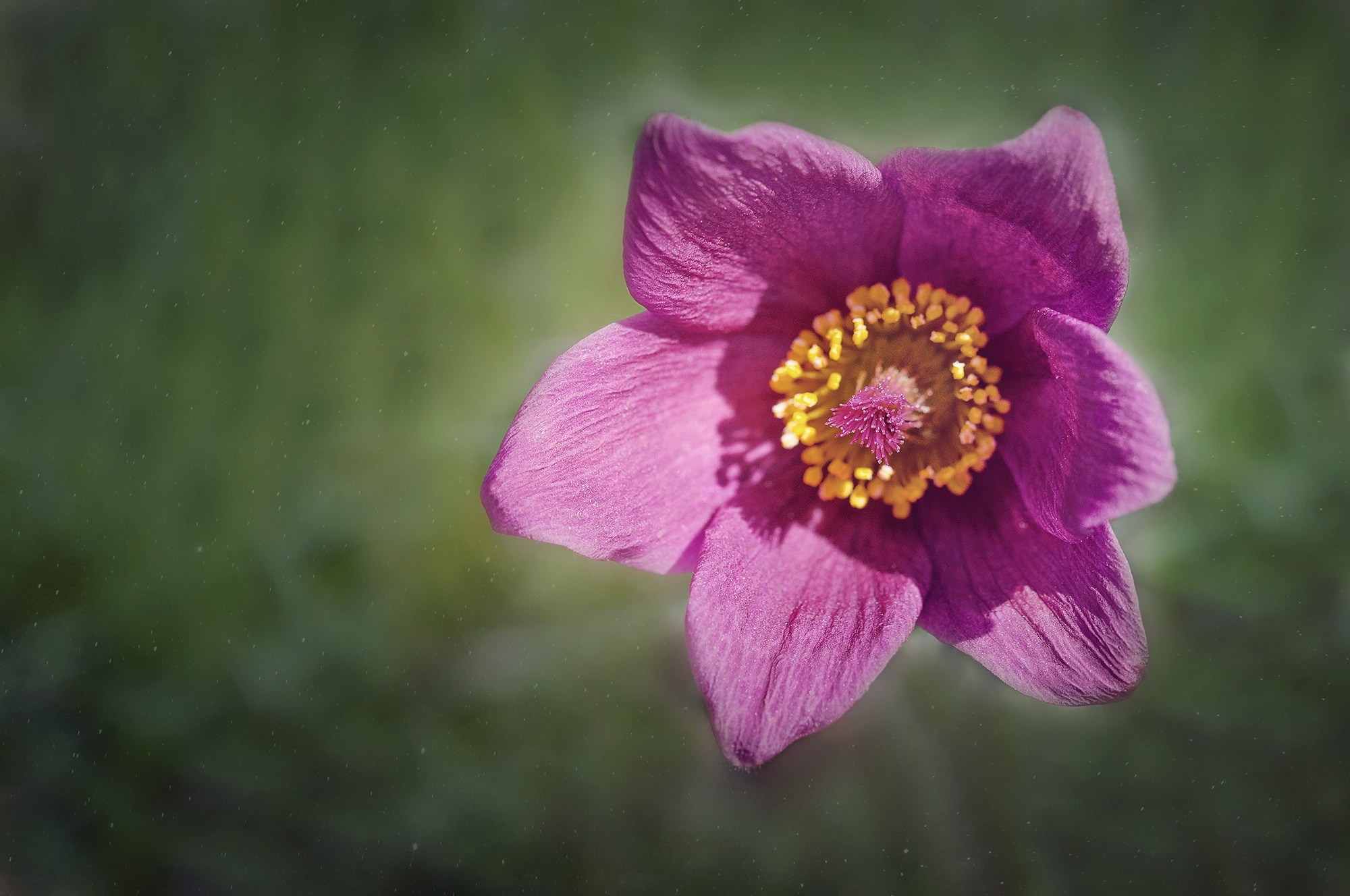 purple 6 petal flower