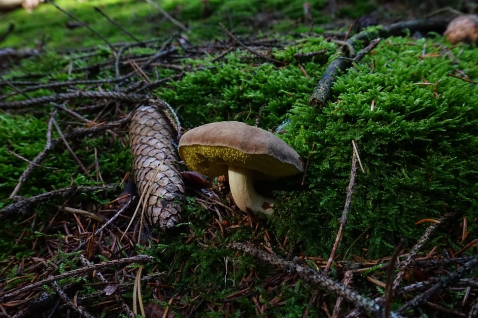 brown mushroom on green grass in close up photo preview