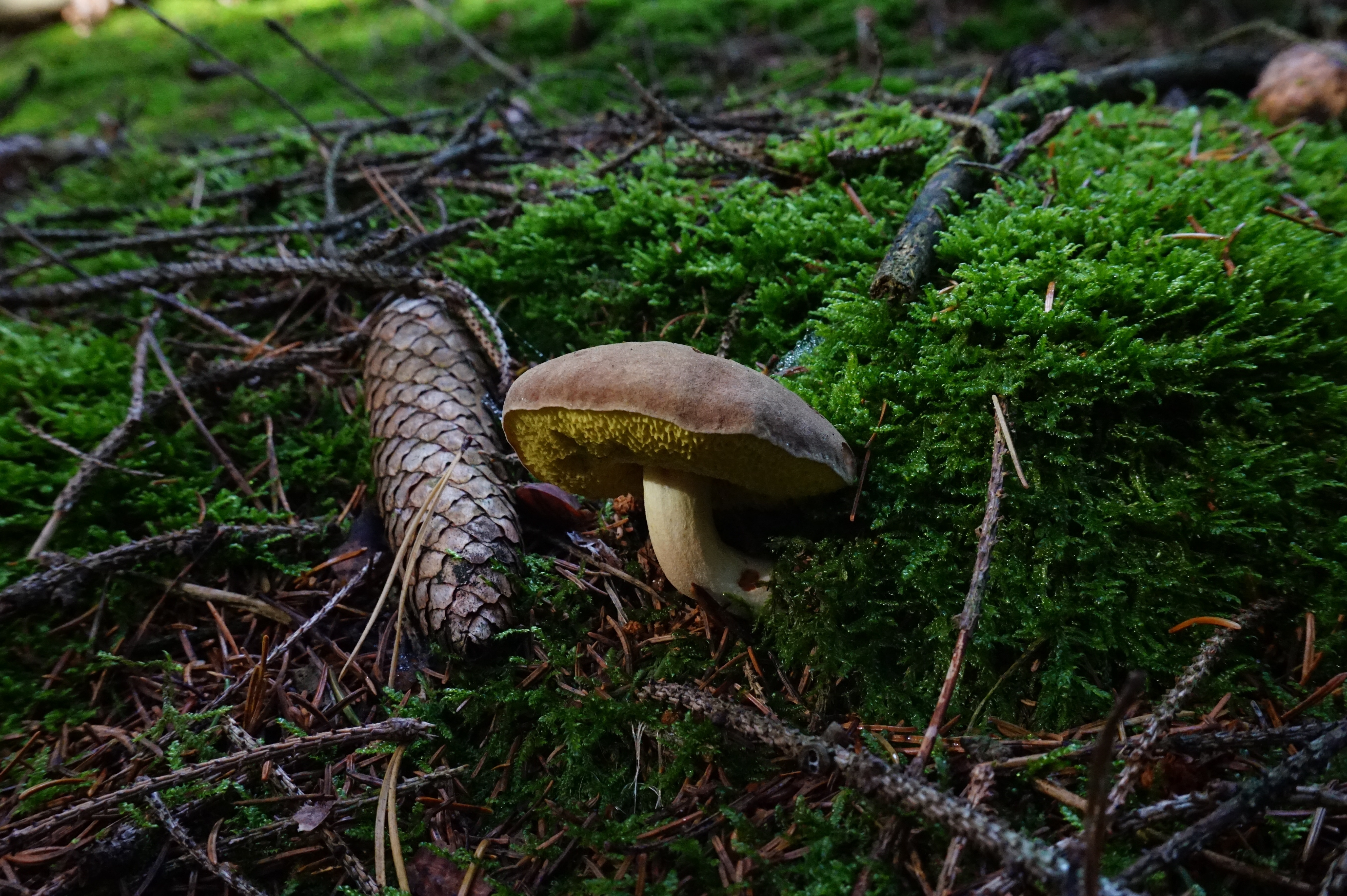 brown mushroom on green grass in close up photo