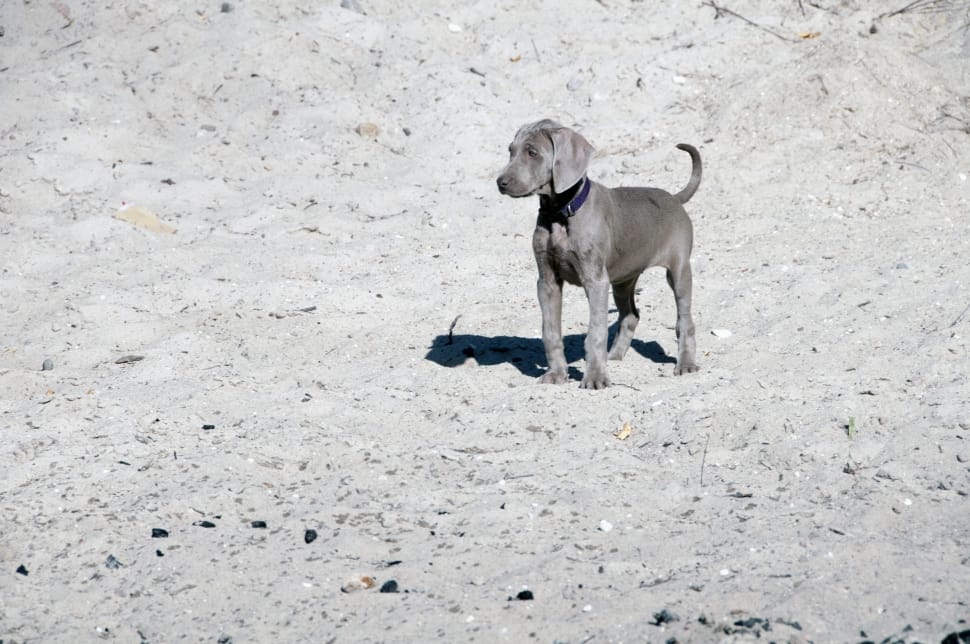 silver gray weimaraner puppy preview