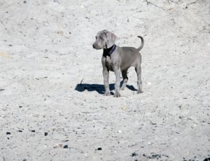 silver gray weimaraner puppy thumbnail