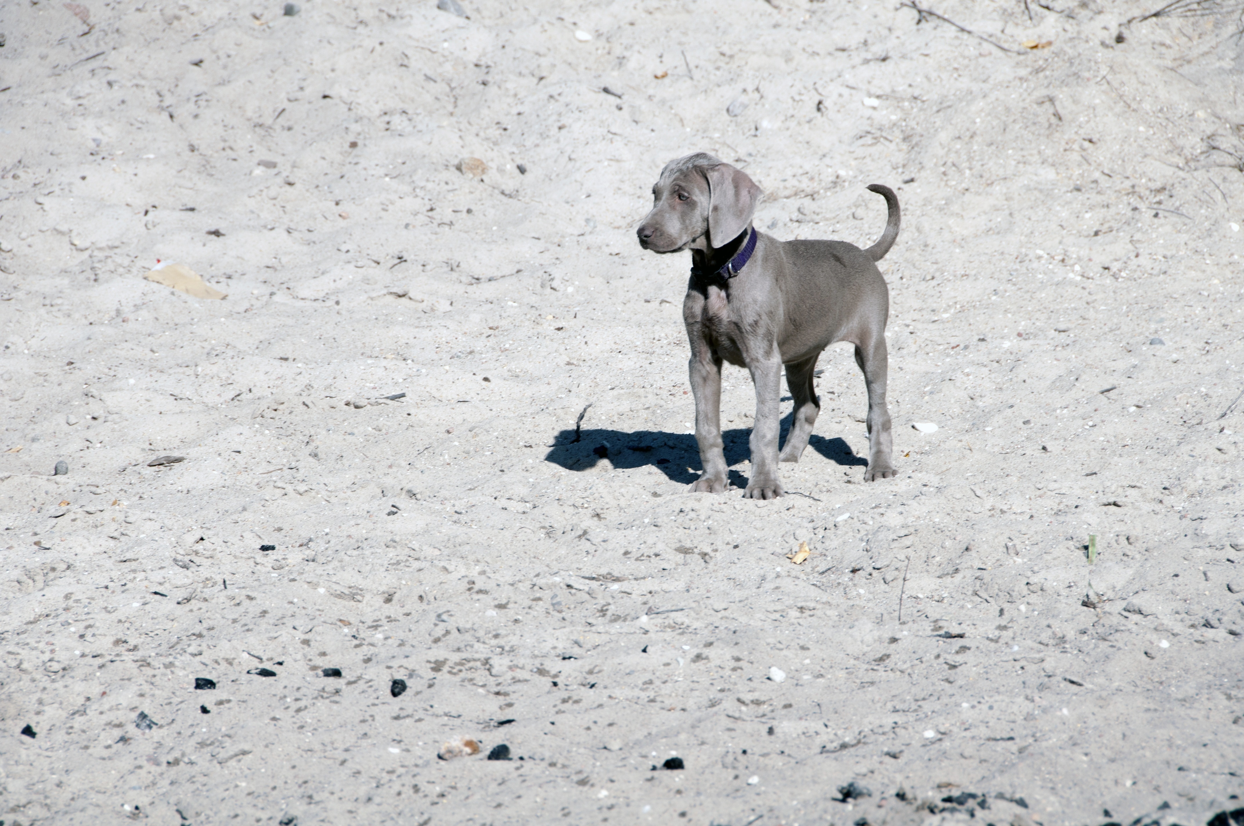 silver gray weimaraner puppy