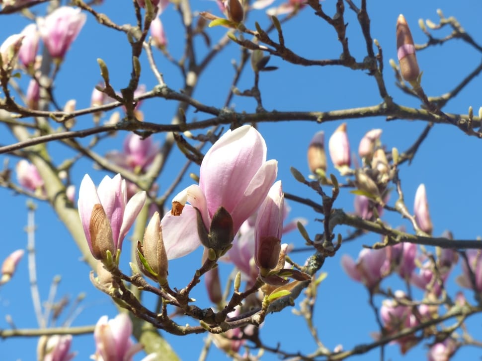 Blossom, Spring, Magnolia, Bud, Bloom, flower, blossom preview