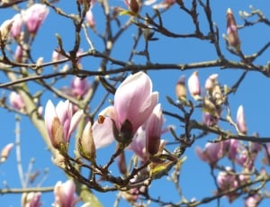 Blossom, Spring, Magnolia, Bud, Bloom, flower, blossom thumbnail