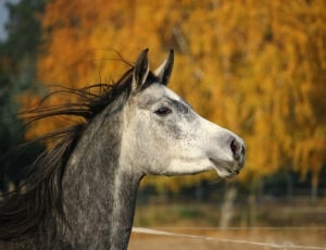Thoroughbred Arabian, Mare, Horse, horse, one animal thumbnail