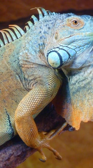blue,brown and green chameleon thumbnail