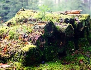 green moss tree logs thumbnail