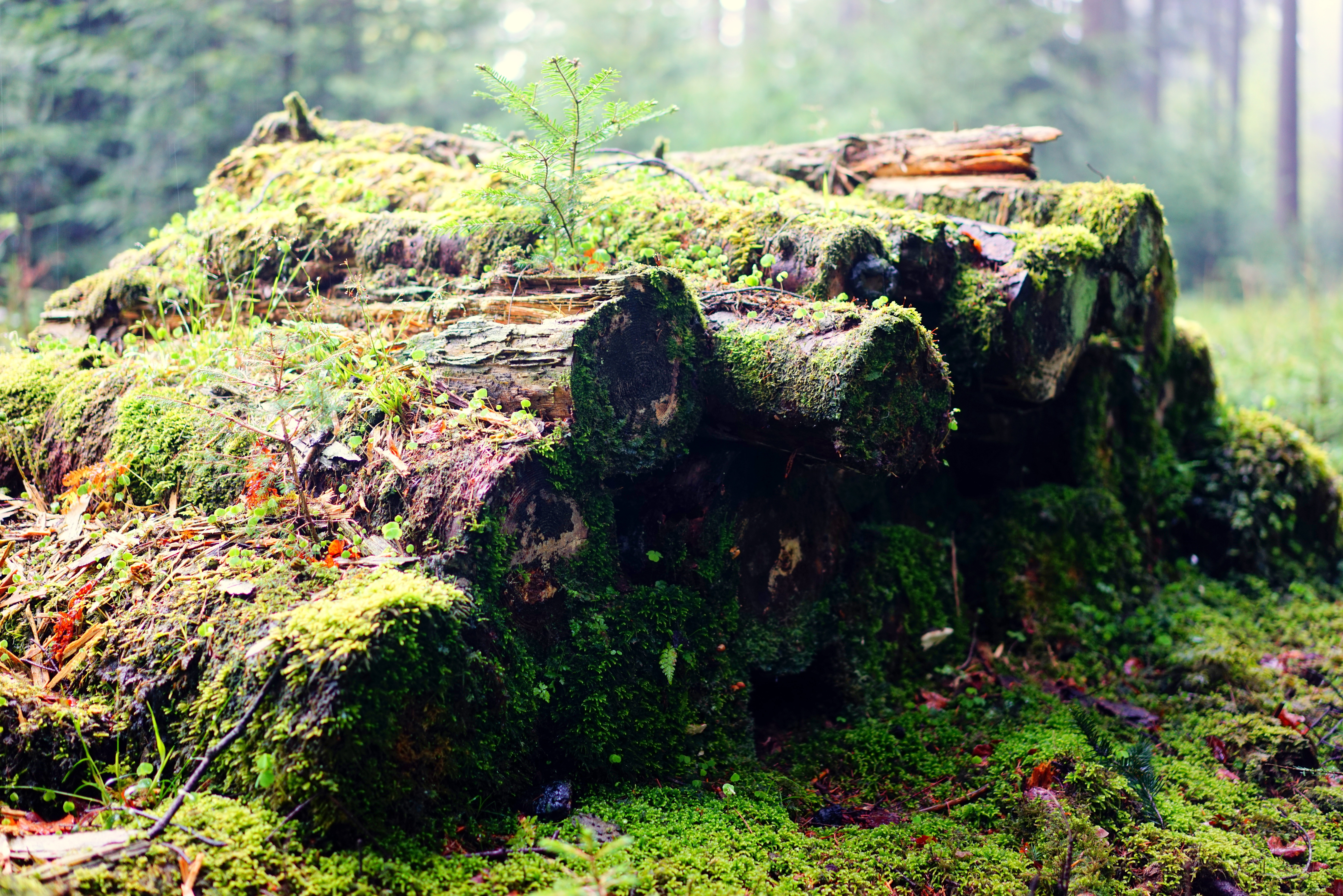 green moss tree logs