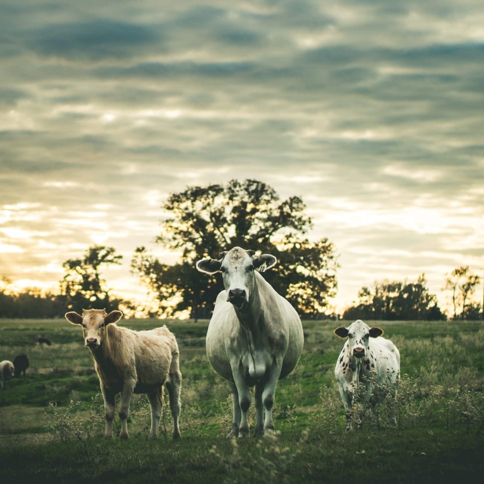 three cow standing on green grass field under cloudy sky preview