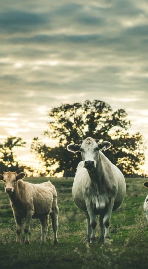 three cow standing on green grass field under cloudy sky thumbnail
