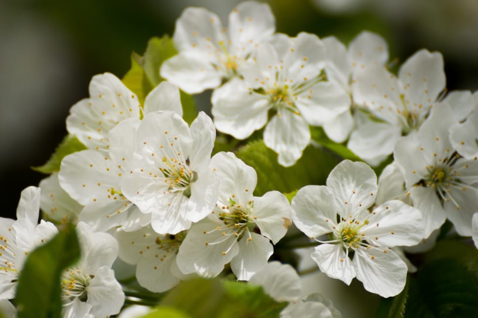 close up photography of white petaled flowers in bloom preview