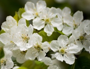 close up photography of white petaled flowers in bloom thumbnail