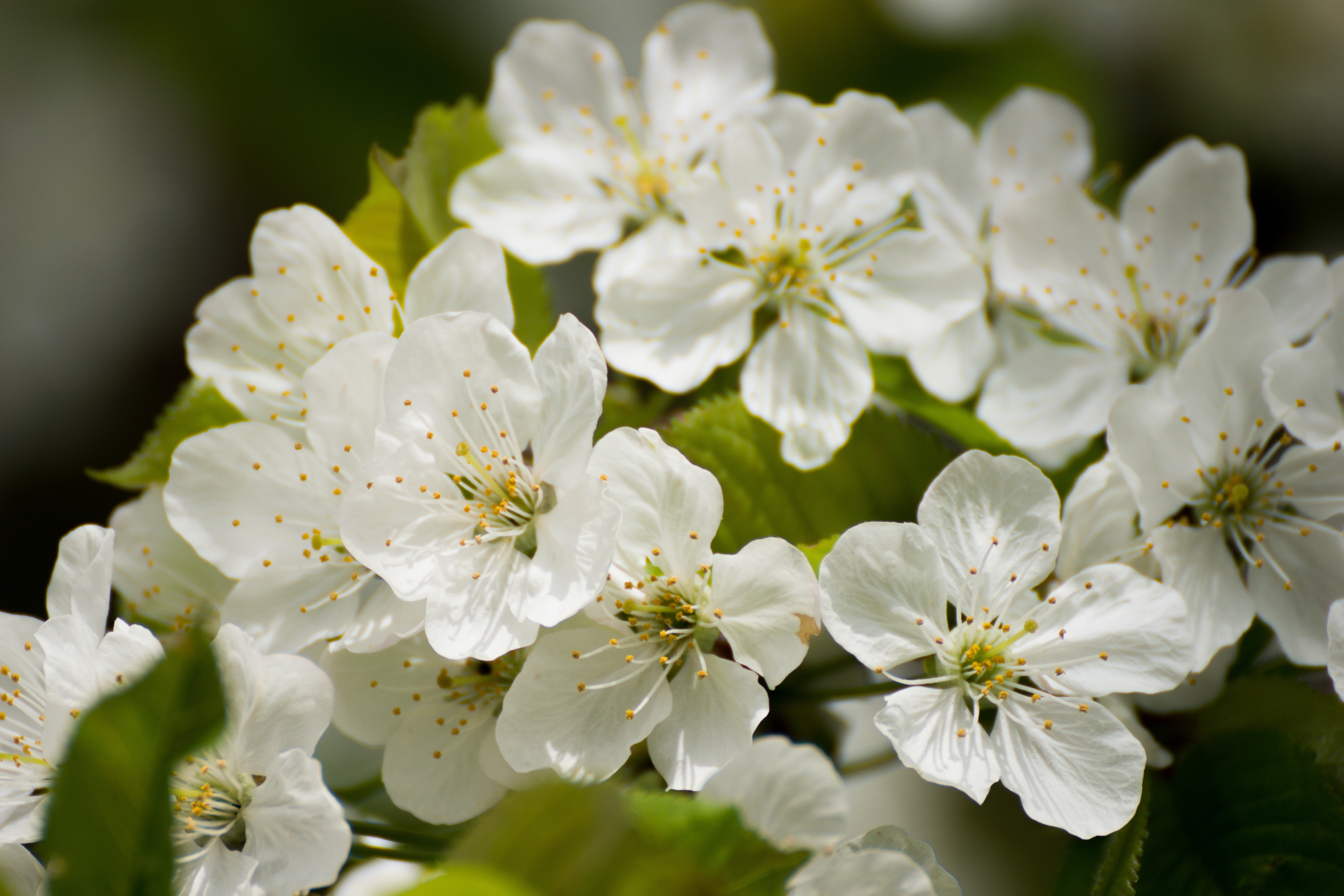 close up photography of white petaled flowers in bloom