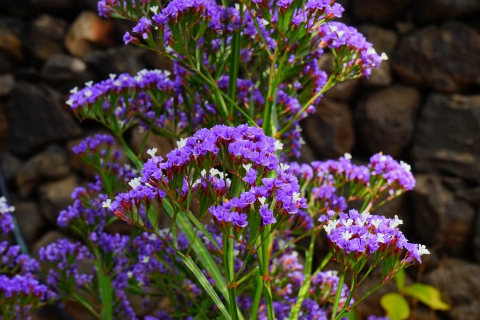 purple flower plants preview