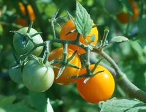 orange and green tomatoes thumbnail