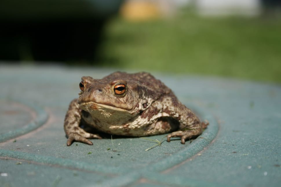 brown toad macro photography preview