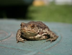 brown toad macro photography thumbnail