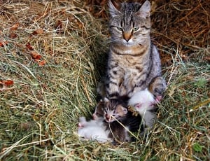 gray and white tabby cat and kittens thumbnail
