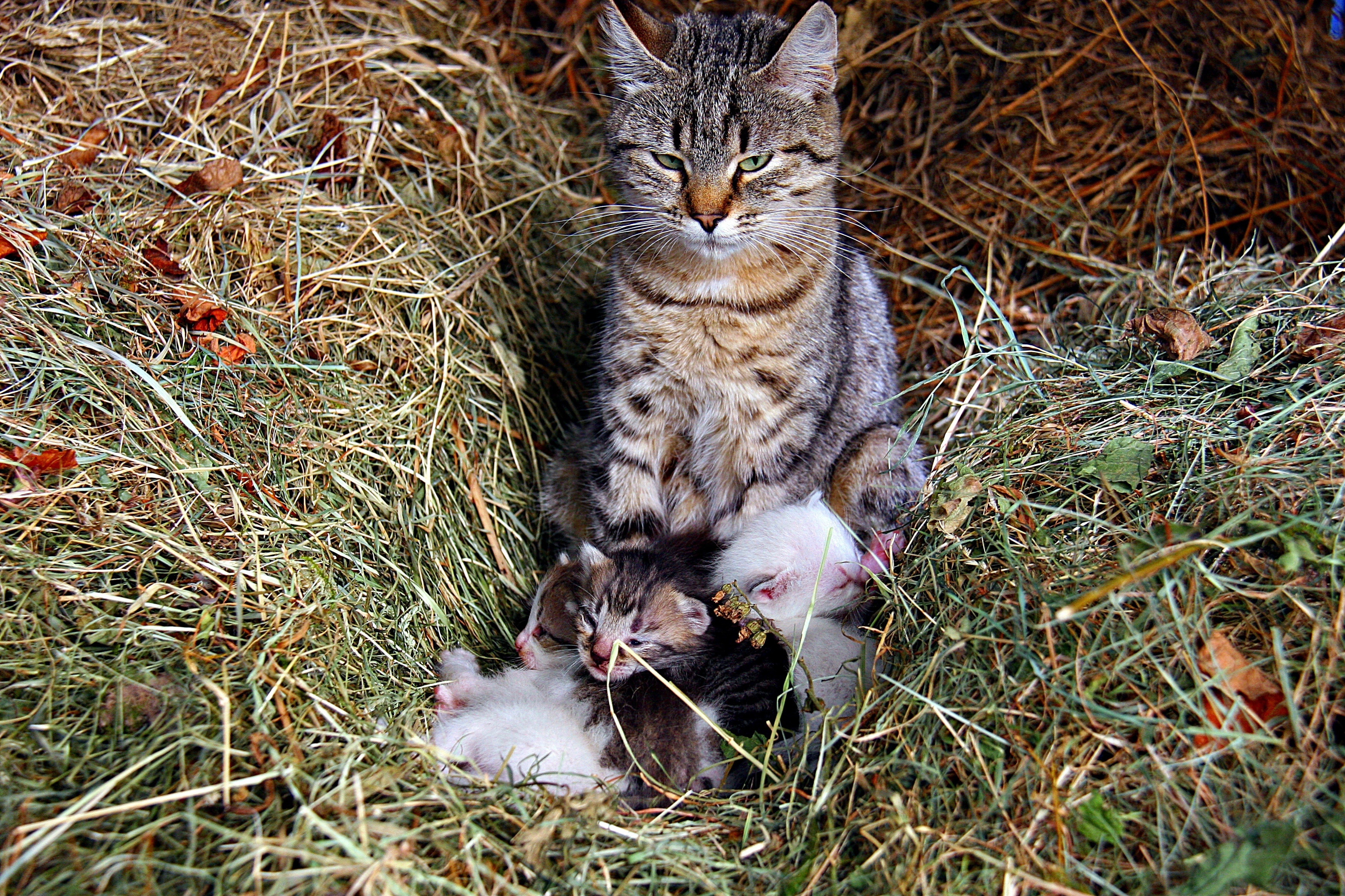 gray and white tabby cat and kittens