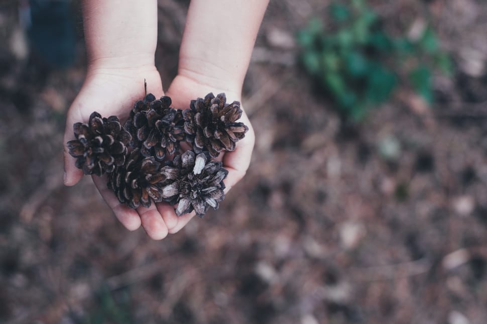 person holding brown pine cones preview