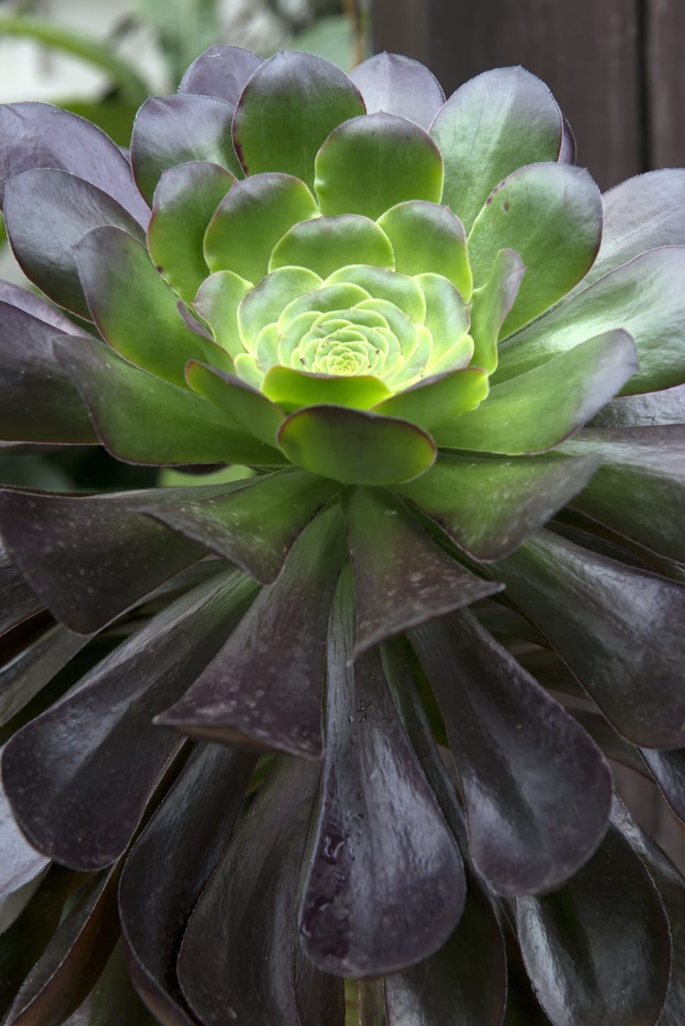 green and purple succulent plant preview