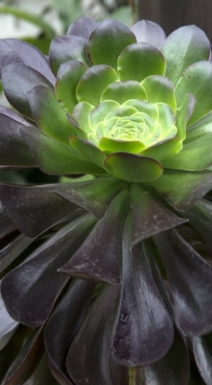green and purple succulent plant thumbnail