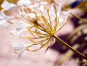 white lily of the nile thumbnail