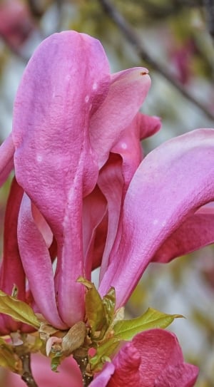 pink petal flowers thumbnail