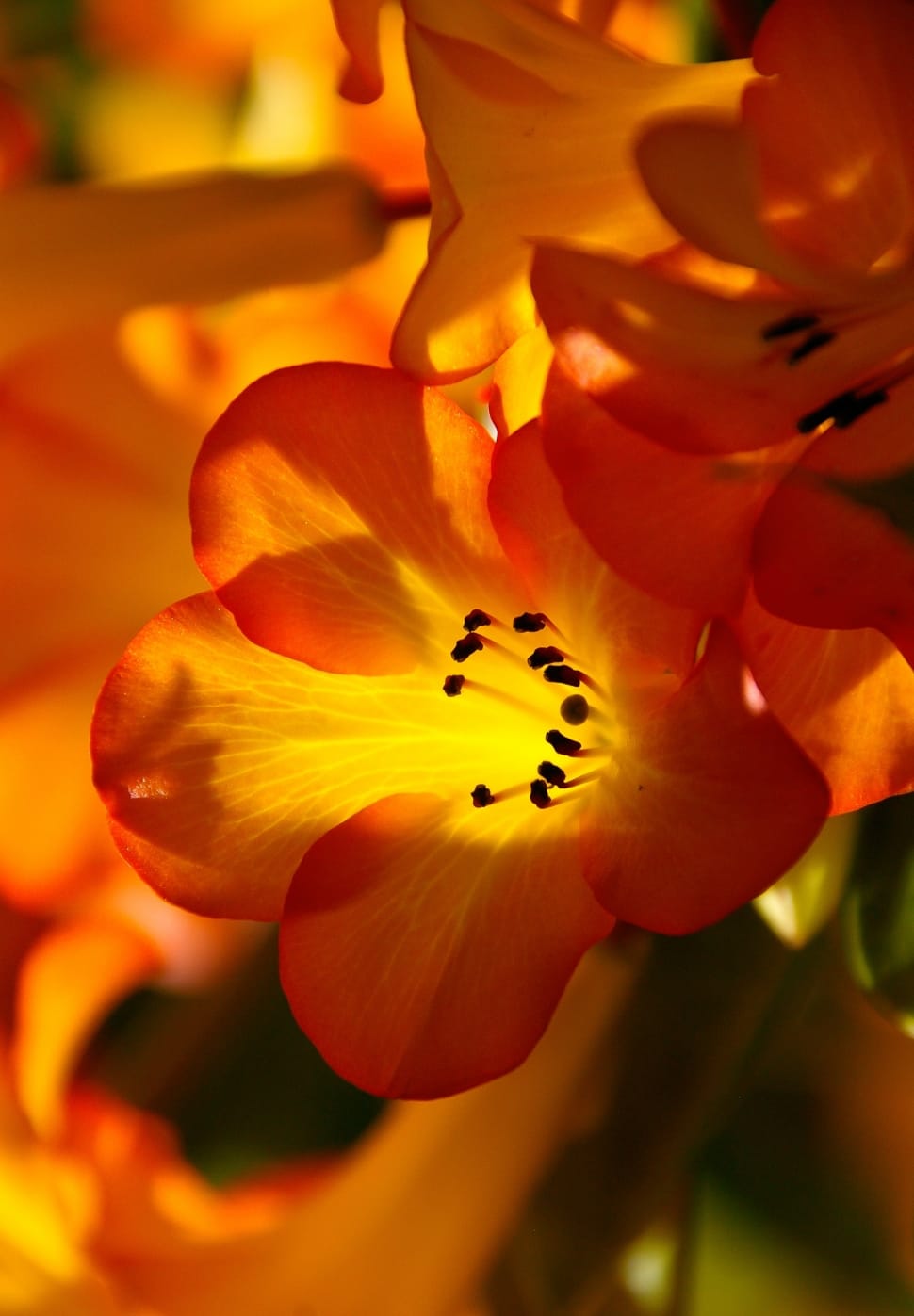orange petaled flowers preview