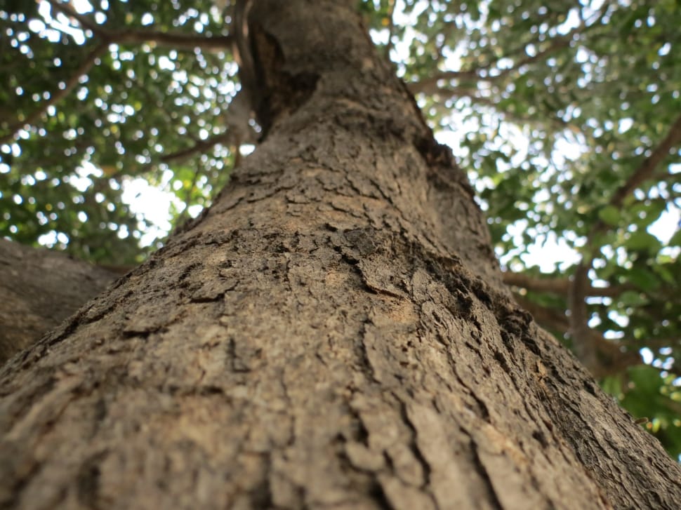 low angle photography of brown tree trunk preview