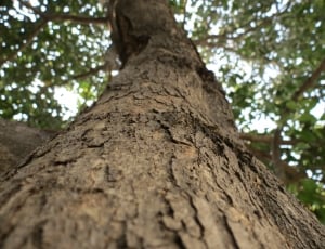 low angle photography of brown tree trunk thumbnail