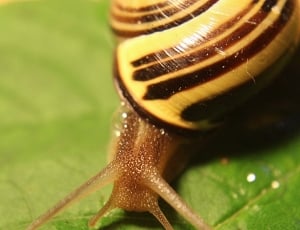 Gastropoda, Land Snail, Snail, Molluscs, one animal, close-up thumbnail