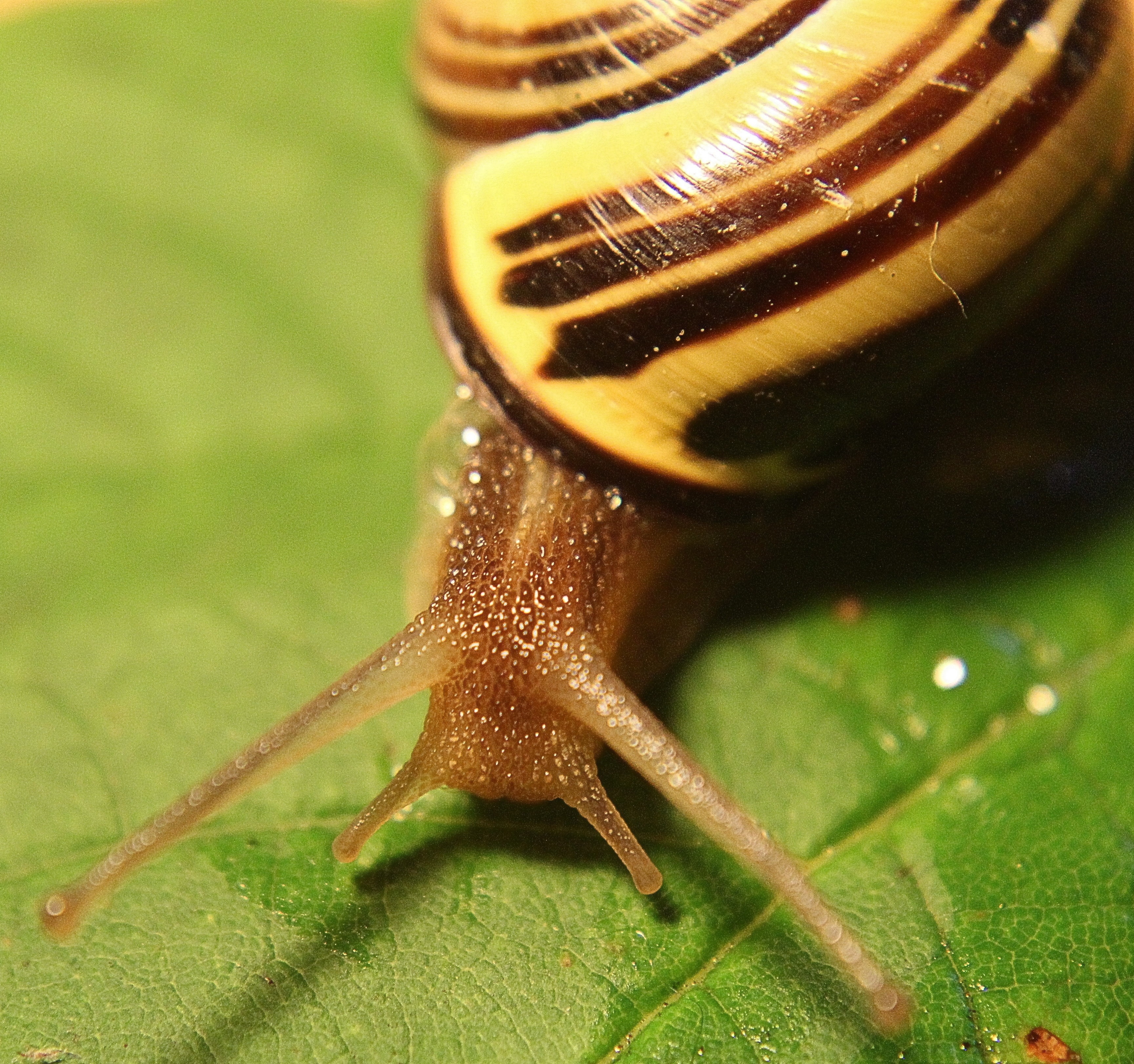 Gastropoda, Land Snail, Snail, Molluscs, one animal, close-up