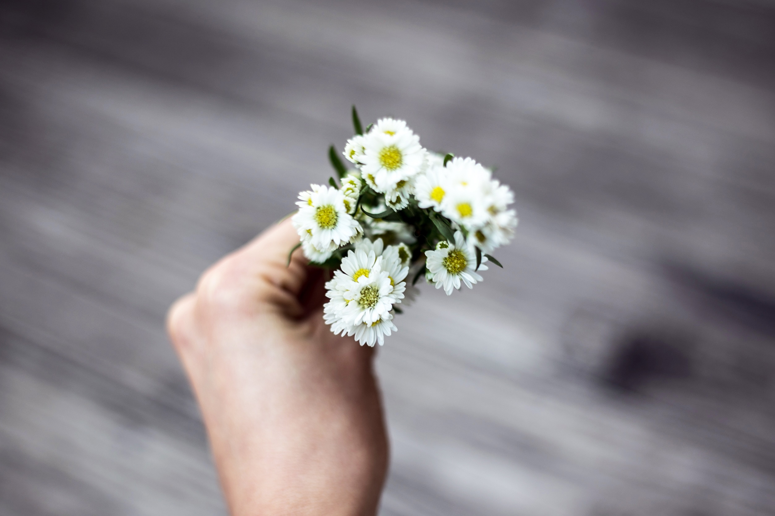 daisy flowers