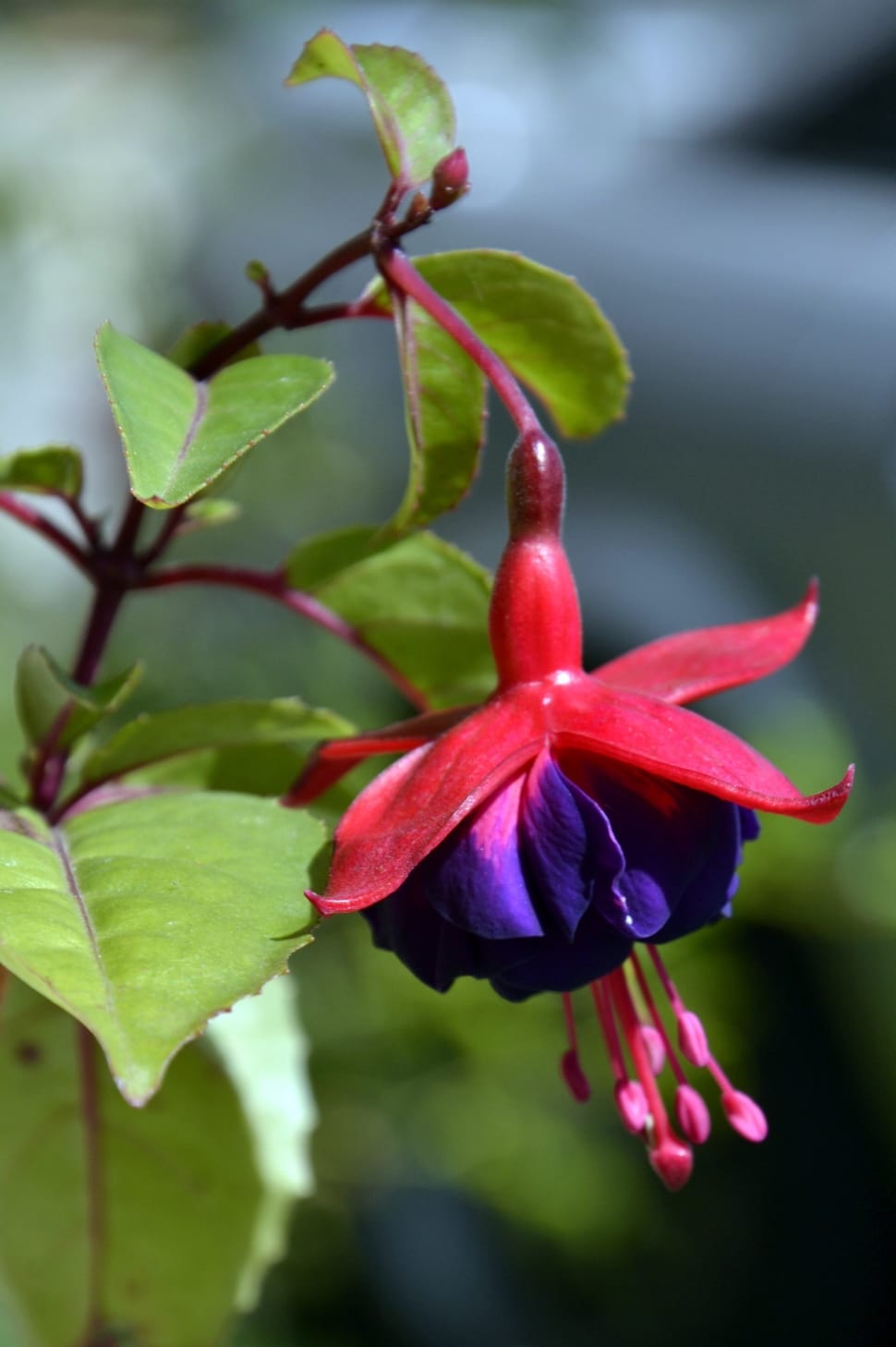 Pink, Blue, Fuchsia, Natural, Flower, flower, growth preview