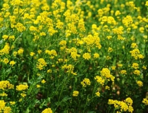 yellow flower field thumbnail