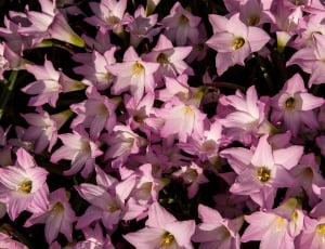 violet flowers thumbnail