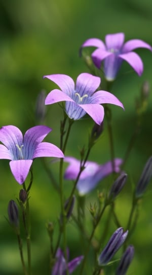 purple and gray 5 broad petal flowers thumbnail