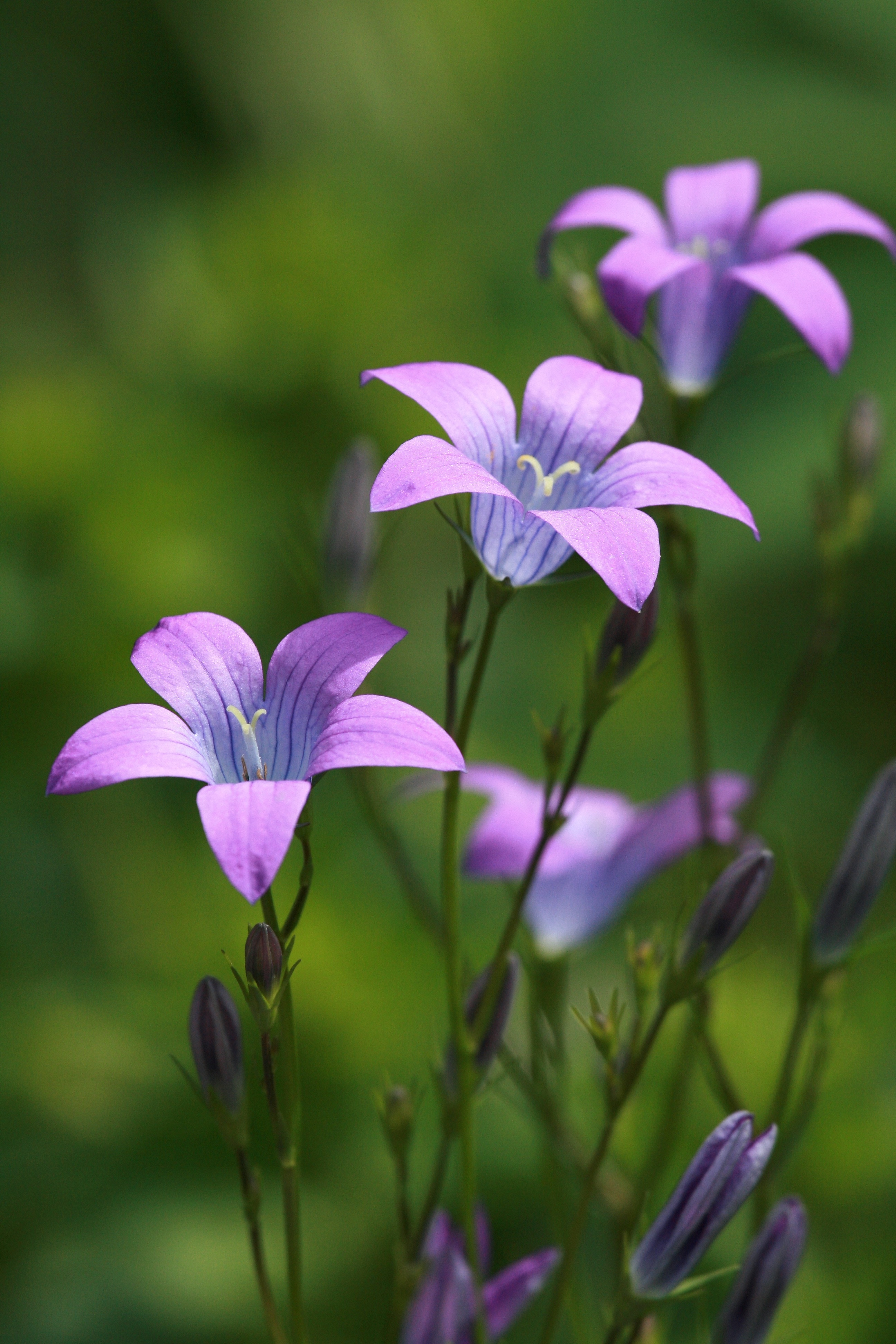purple and gray 5 broad petal flowers