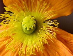 Poppy, Stamp, Are Poppy, Bloom, Blossom, close-up, freshness thumbnail
