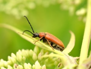 brown beetle thumbnail